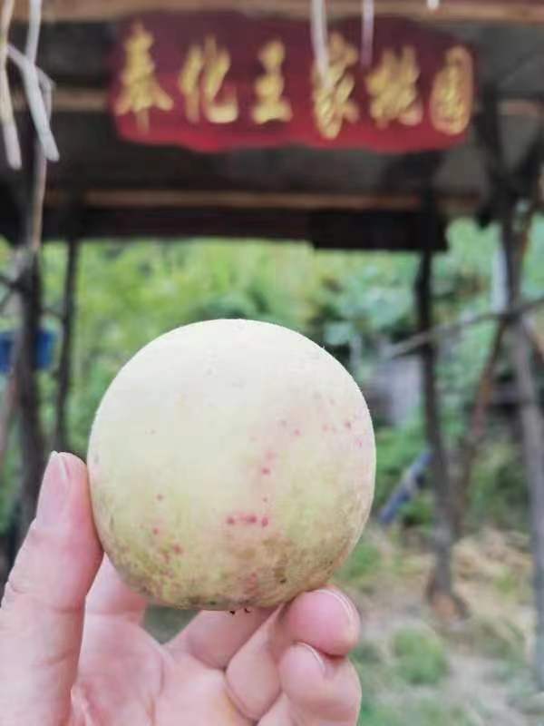 奉化王家桃园水蜜桃采摘