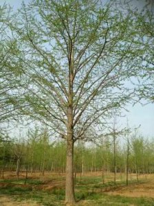 银杏树
