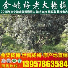 正宗东魁杨7公分梅苗 果特大肉厚味浓汁多杨梅嫁接苗