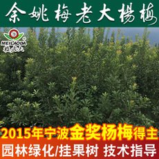 正宗杨梅树绿化树苗批发 4-5公分工程绿化苗
