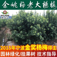 余姚杨梅基地批发 P=2,H=2.5高杆杨梅树苗