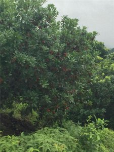 浙江杨梅树供应/台州杨梅树最新价格